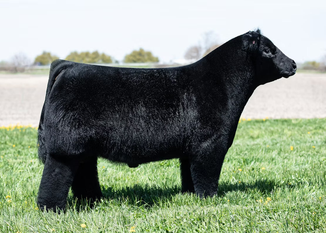 FSF Kolt 45 Bull Semen * Genesource