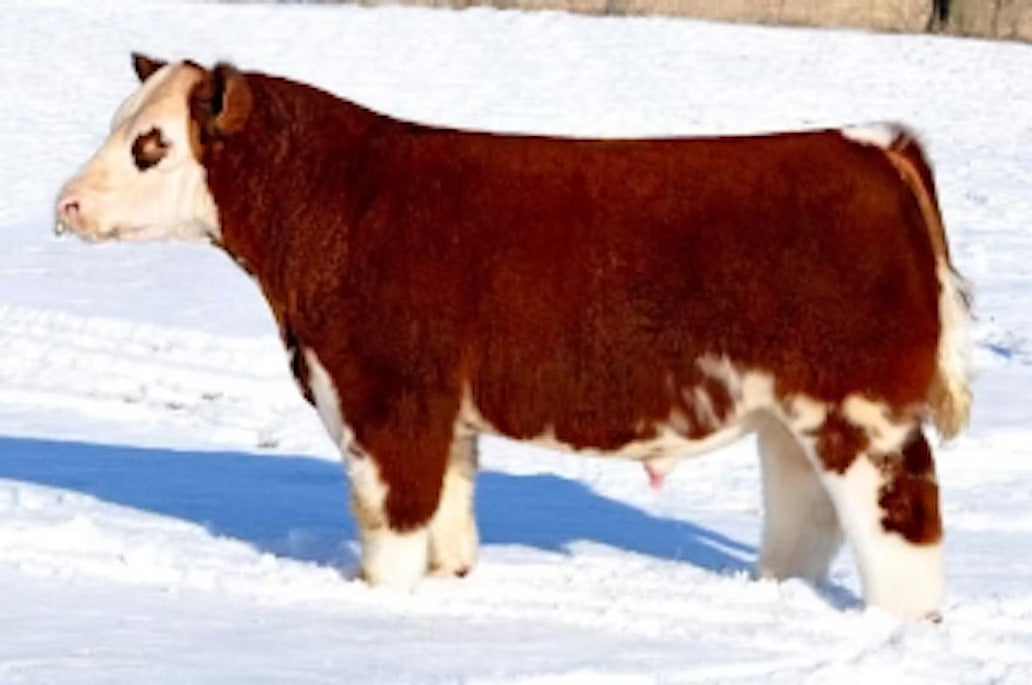 Gone Wild Bull Semen * Genesource