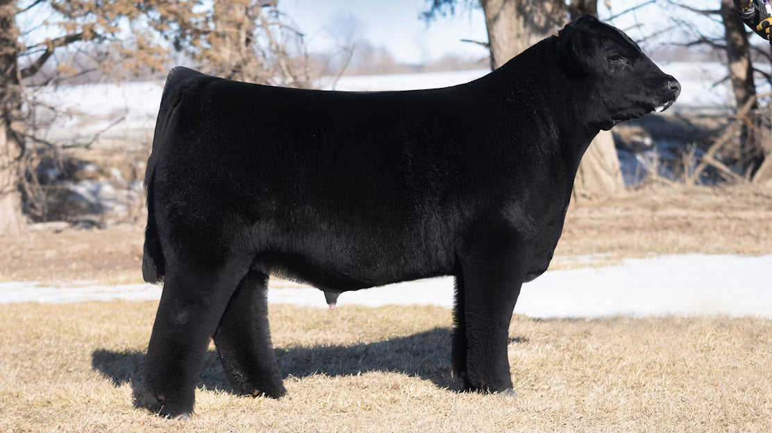 Poncho Bull Semen * Genesource