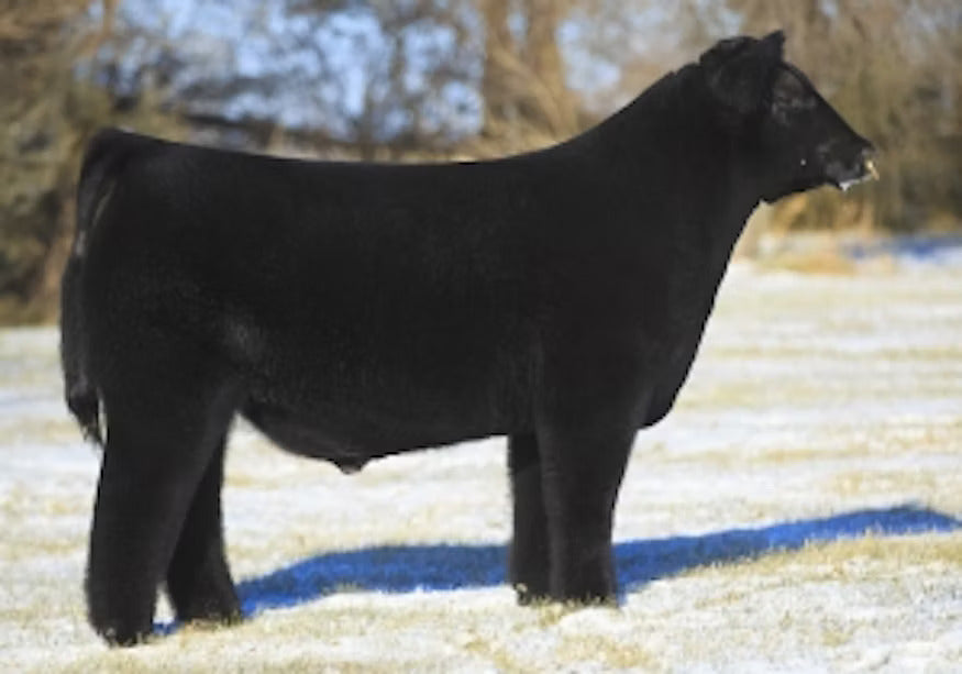 NMR New Beginning Bull Semen * Genesource
