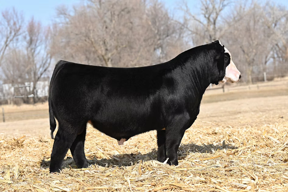 W/C Bank On It 273H Bull Semen - Genesource