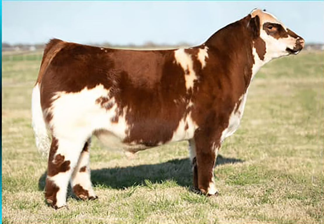 Problem Solved Bull Semen * Genesource