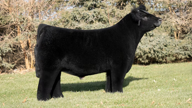 Worth The Wait Bull Semen * Genesource