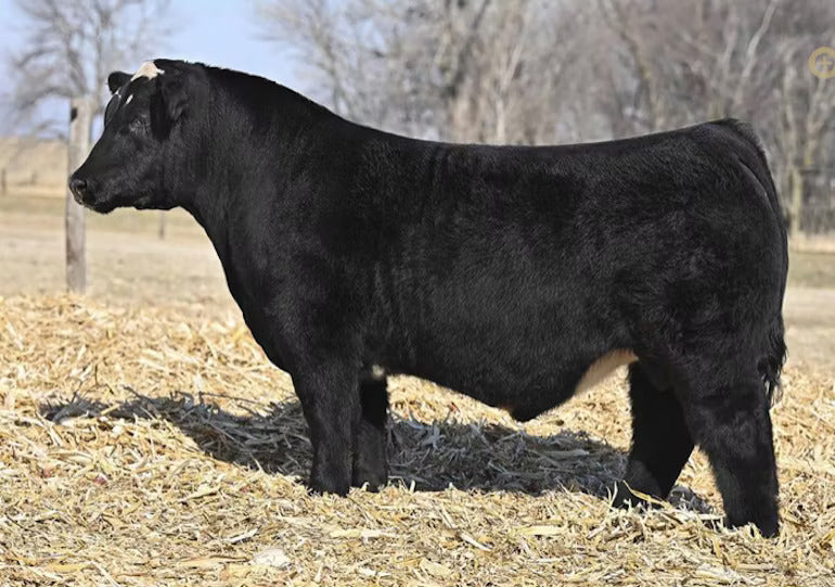 Spot On Bull Semen * Genesource