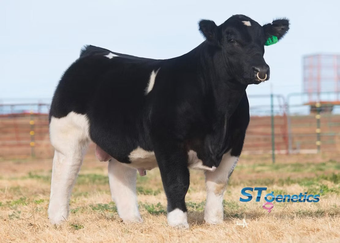 BOE Game Changer ET Bull Semen * Genesource