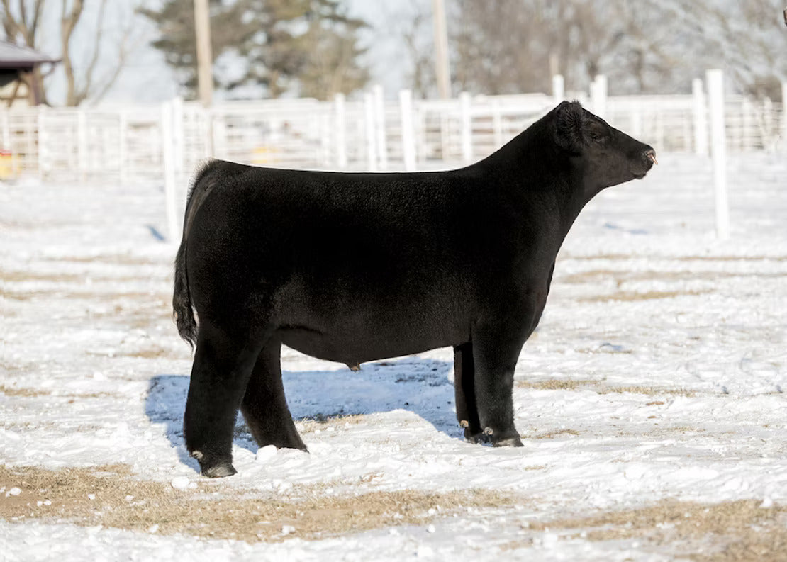 Make A Wish Bull Semen * Genesource