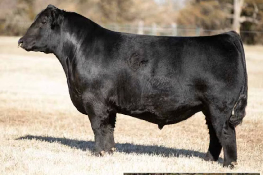 GCC Moto Moto Bull Semen * Genesource