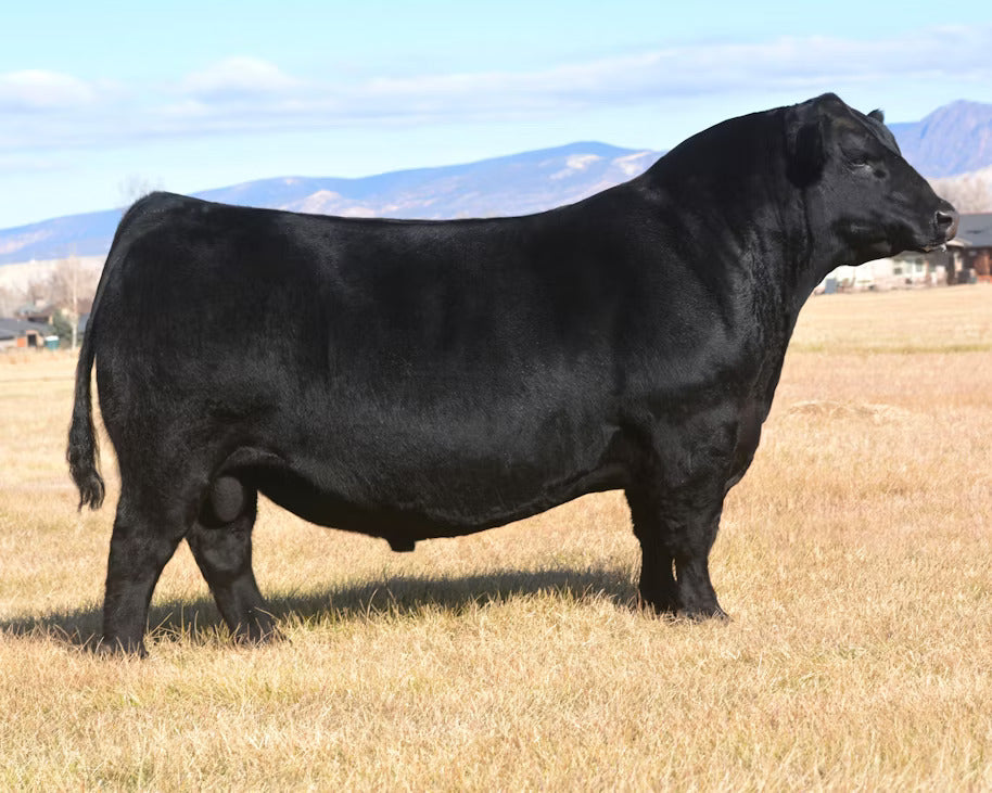 KR Cadillac Ranch Bull Semen * Genesource