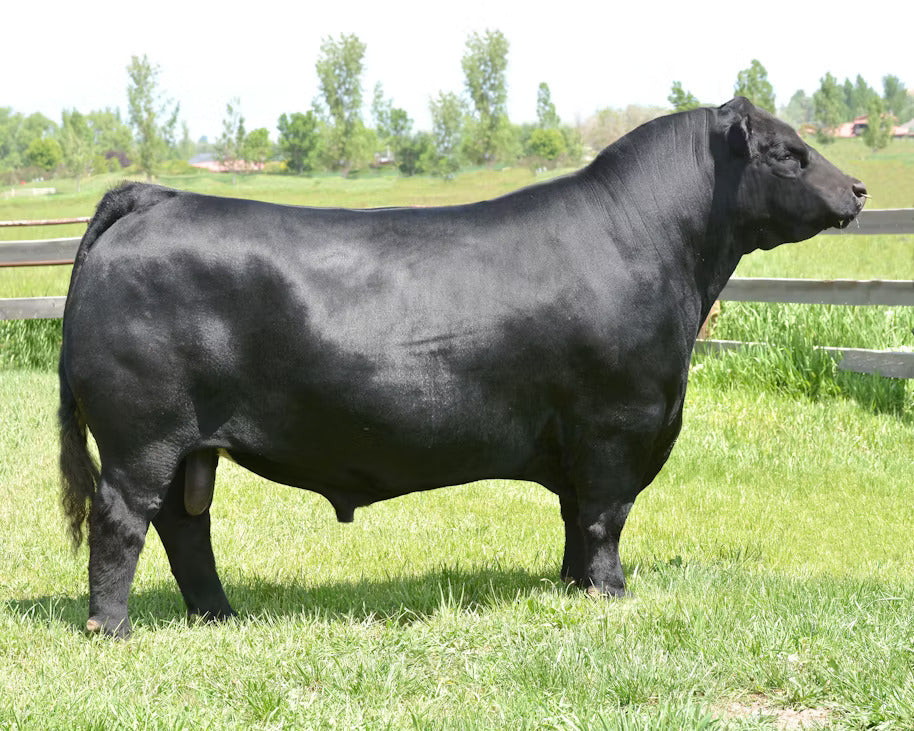 Lazy JB Sundance 6482 Bull Semen * Genesource
