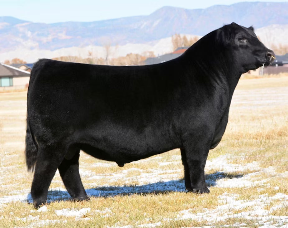 Lazy JB Edge 8745 Bull Semen * Genesource