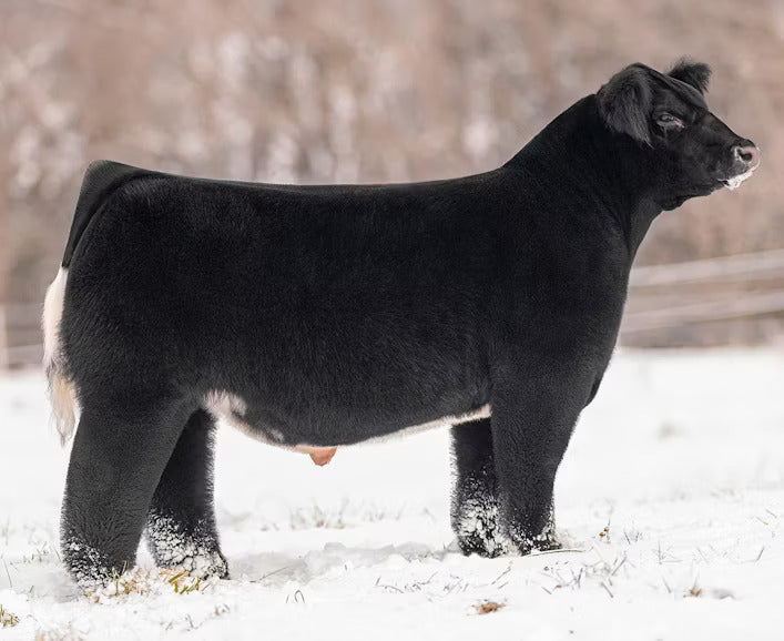 Tricked Out Bull Semen * Genesource