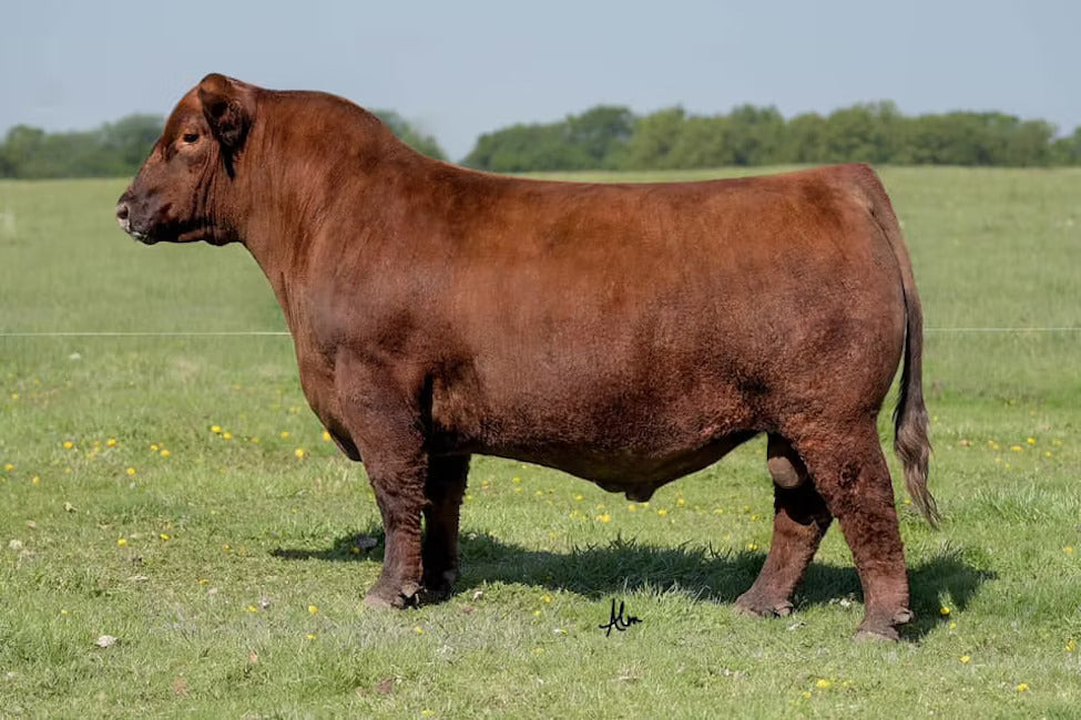 MANN Pinnacle 712 Bull Semen * Genesource