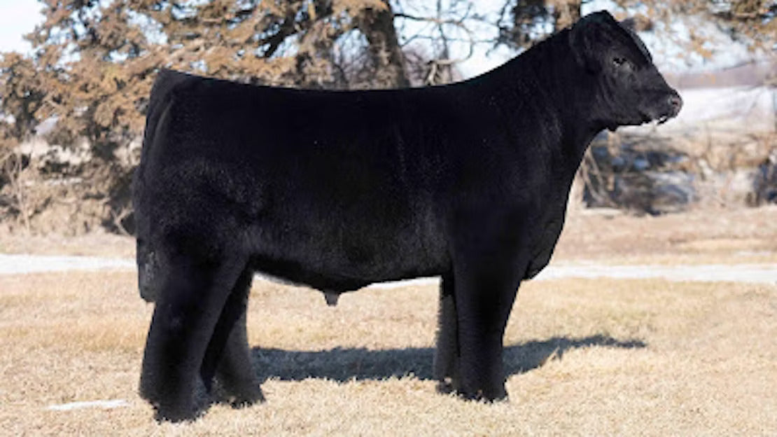 Lefty Bull Semen * Genesource