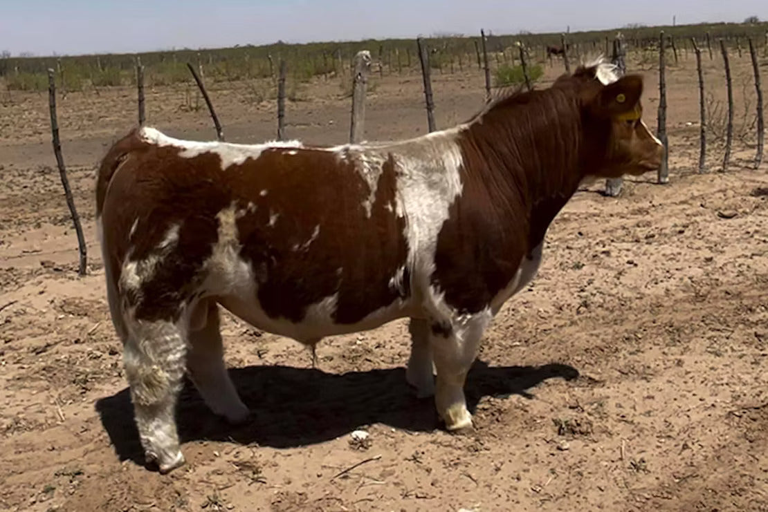 Kicking Bird Bull Semen * Genesource
