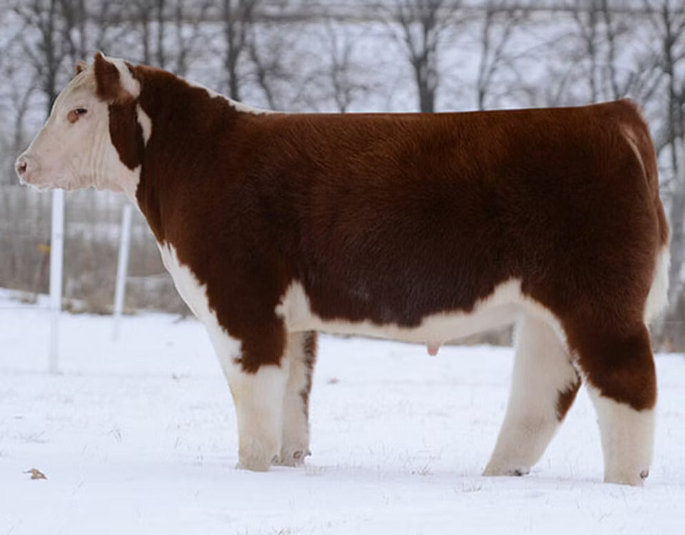 Itty Bitty Bull Semen * Genesource