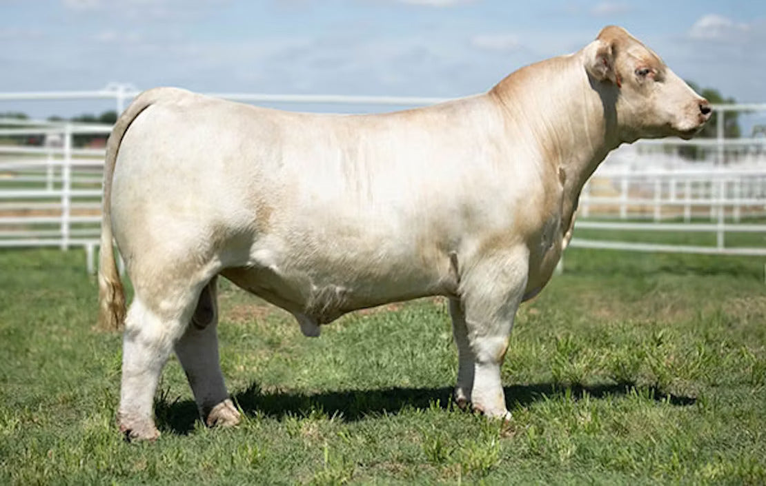 Holy Ghost Bull Semen * Genesource