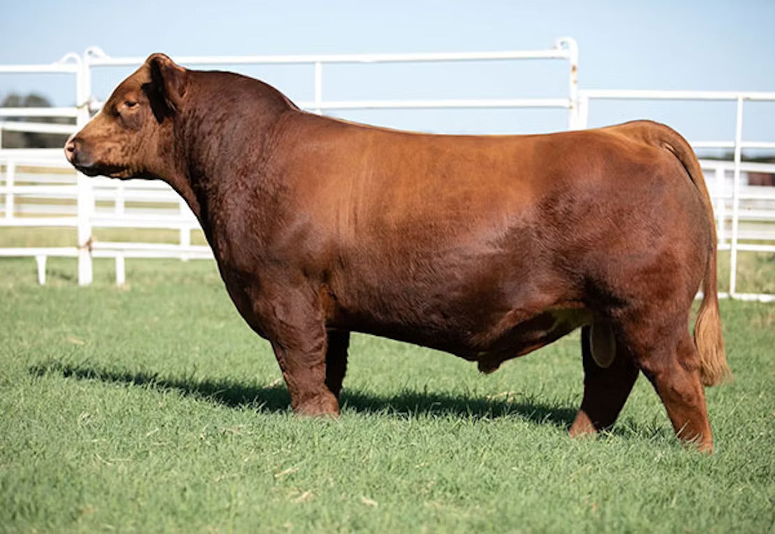 Lovin Size Bull Semen * Genesource