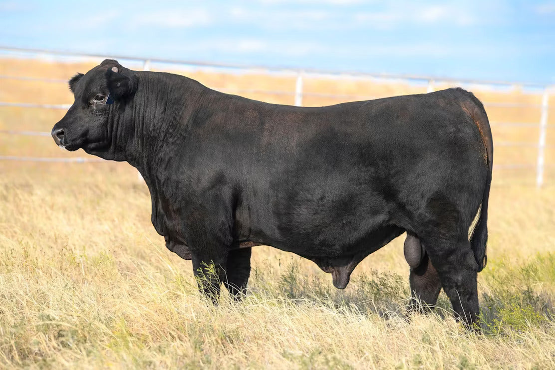 Numchucks Bull Semen * Genesource