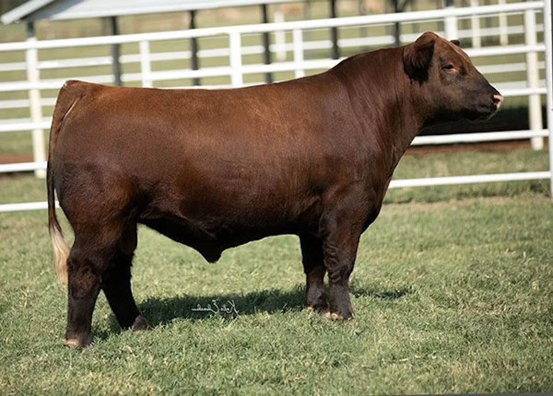 Red Eye Bull Semen * Genesource