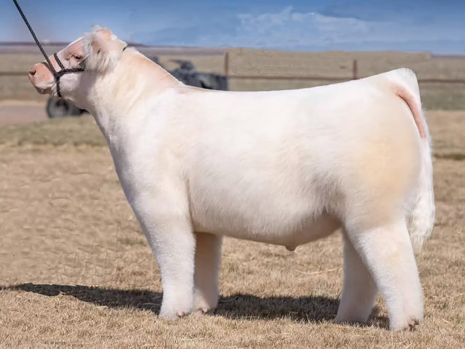 Public Enemy Bull Semen * Genesource