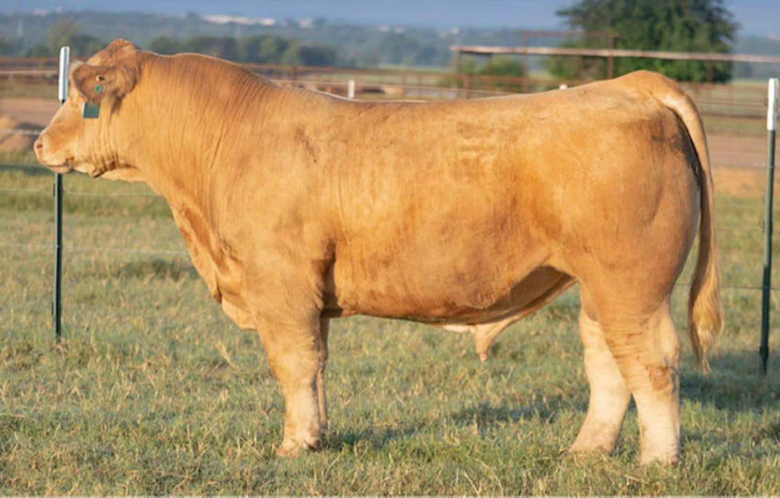 In Queen We Trust Bull Semen * Genesource