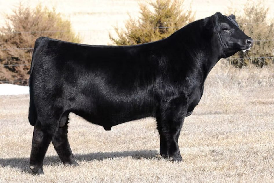 W/C Relentless 32F Bul Semen - Genesource