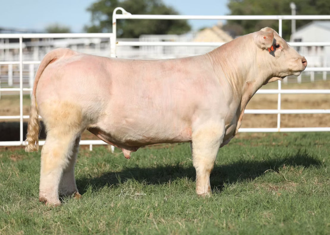 Gator Bull Semen * Genesource