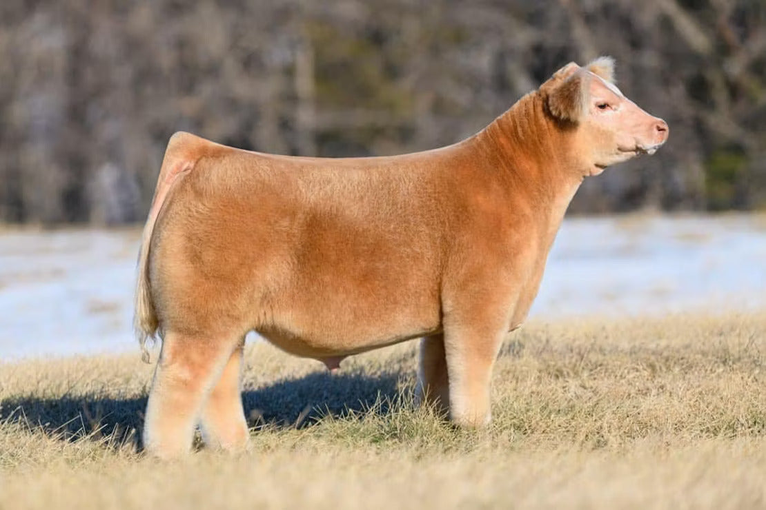 Next Man Up Bull Semen * Genesource