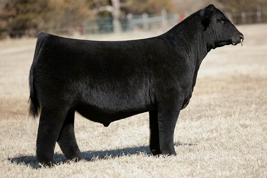 STAG Good Times 201 ET Bull Semen * Genesource