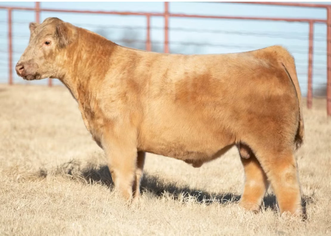 John The Baptist Bull Semen * Genesource