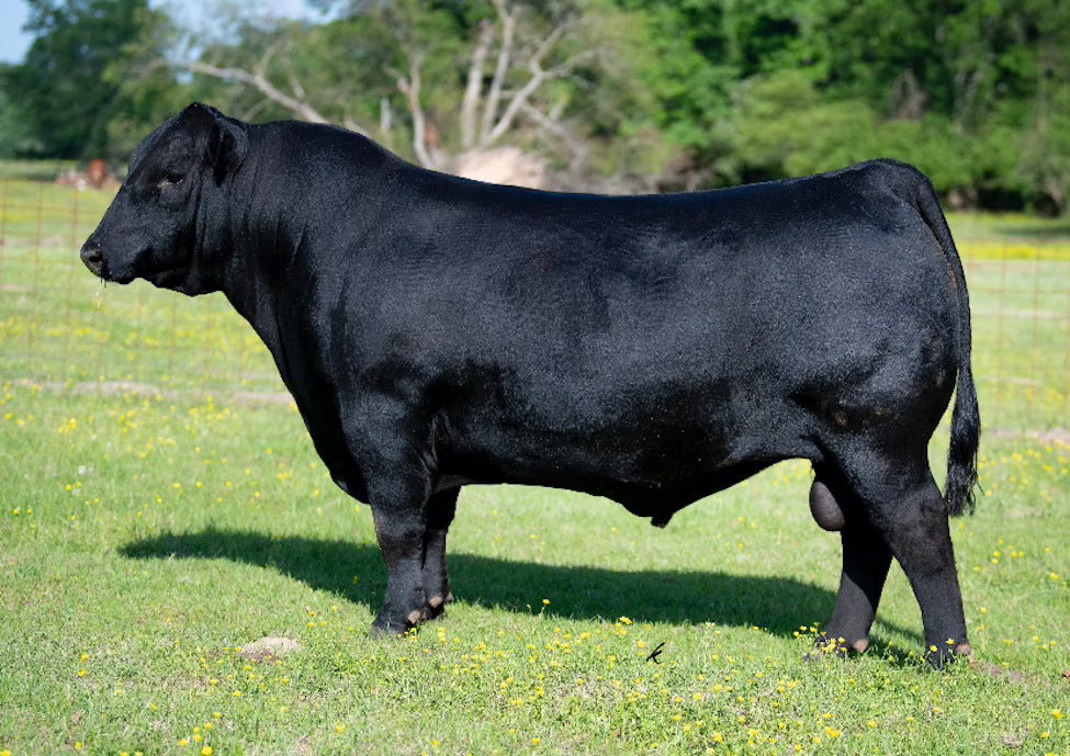 LF Shock & Awe 9062 Bull Semen * Genesource