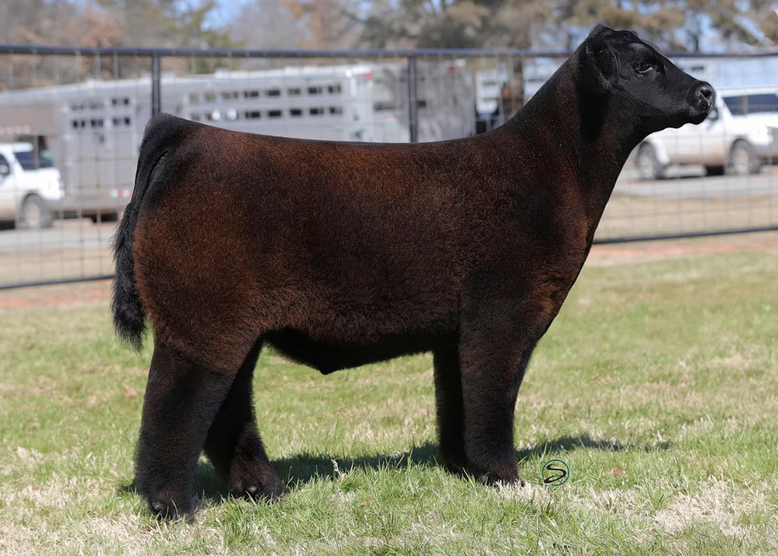 Doubt Me Now Bull Semen * Genesource