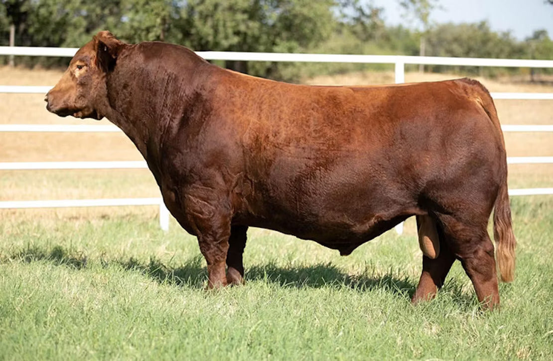 Loaded Red Bull Semen * Genesource