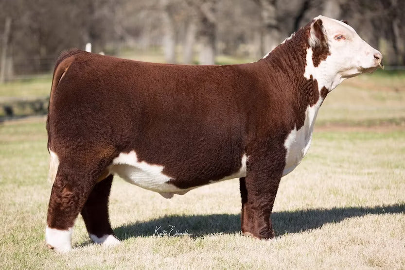 HFR JCG Augustus 286 W