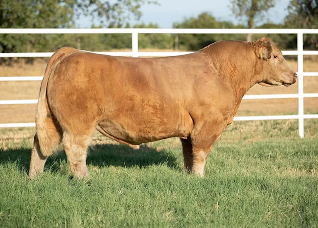 HL Waymaker Bull Semen * Genesource