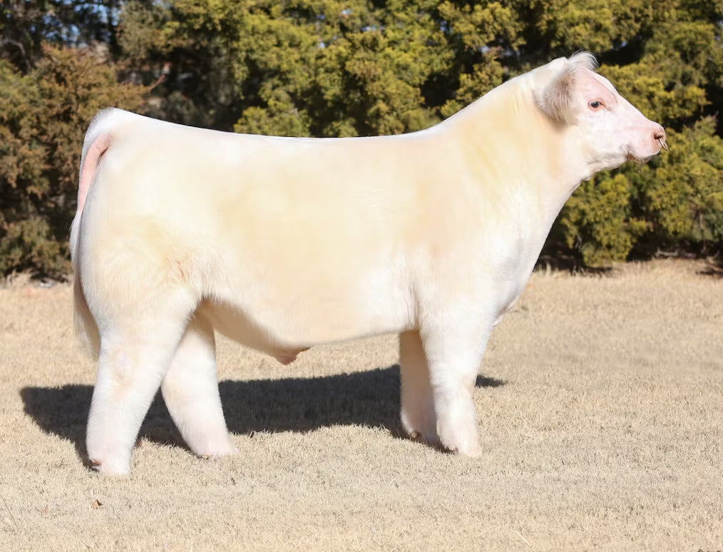 Godspeed Bull Semen * Genesource