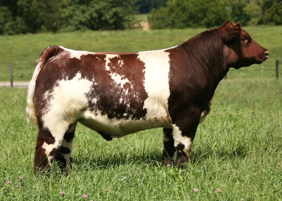 FSF Near Perfect Bull Semen * Genesource