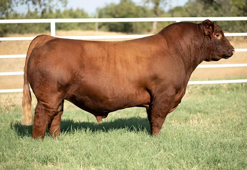 HL Standout Bull Semen * Genesource