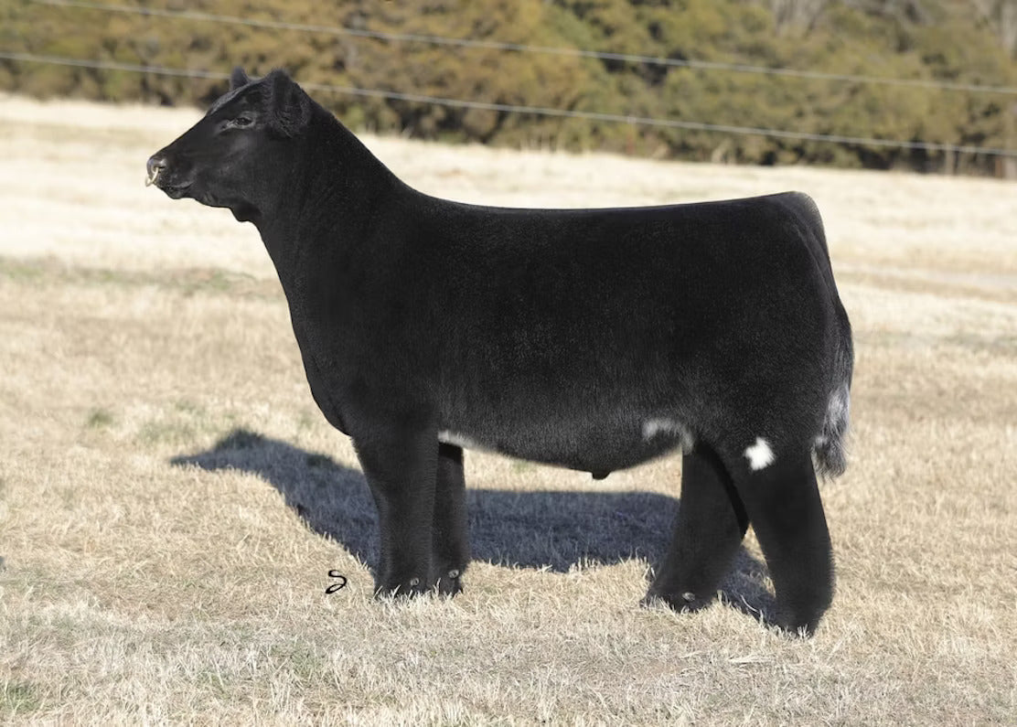 PDM GCC Somethin Else Bull Semen * Genesource
