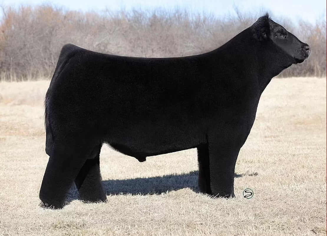 Here For Good Bull Semen * Genesource