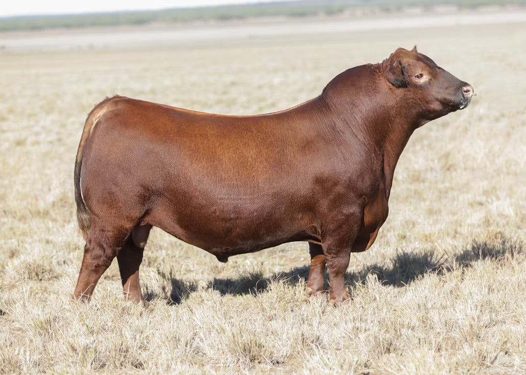 GMMB Swagger H6798 Bull Semen * Genesource