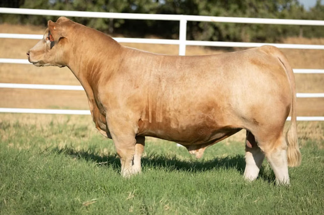 Hope For Gold Bull Semen * Genesource