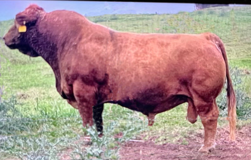 Cowboy Cool Bull Semen * Genesource