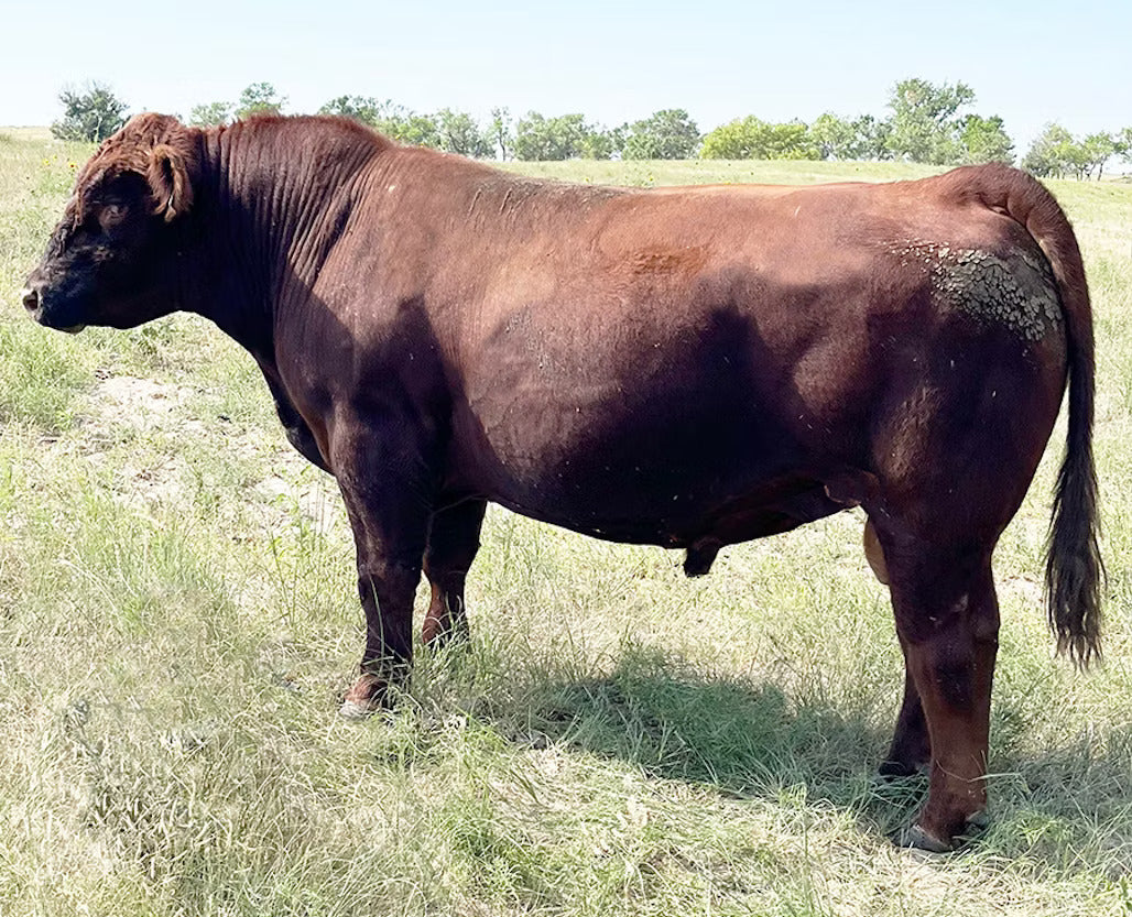 Mahogany Bull Semen * Genesource
