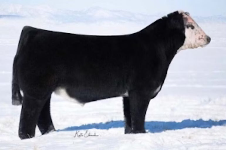 Shut Eye 8F Bull Semen * Genesource