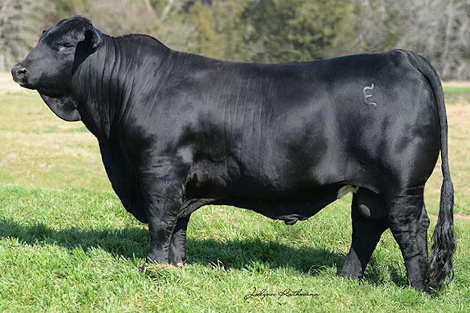 EMS King George