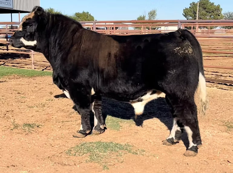 Stomper Bull Semen * Genesource