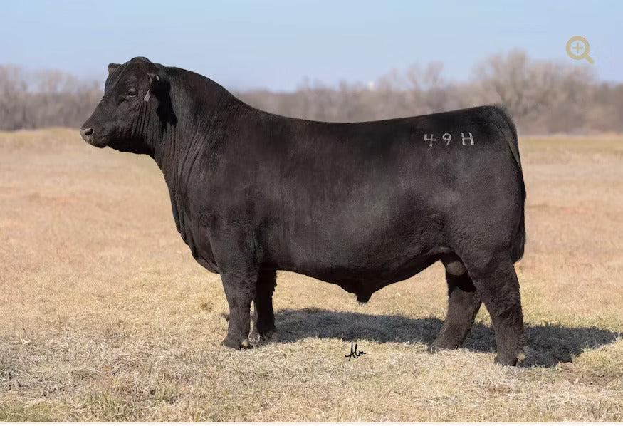 Riverstone Vegas 49H Bull Semen * Genesource