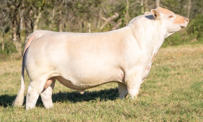 DTR Mr Brightside 1107G2 Bull Semen - Genesource