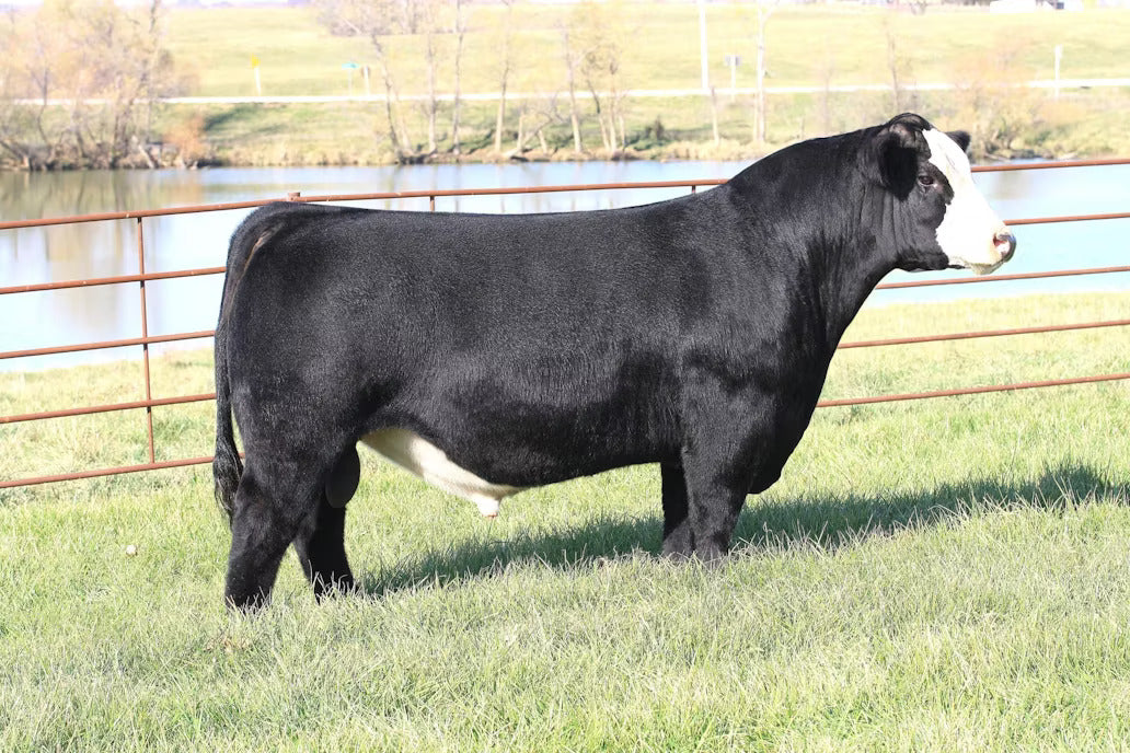 Holtkamp CLAC Change Is Coming Bull Semen * Genesource